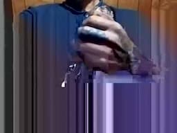 BIGG DICK TEX