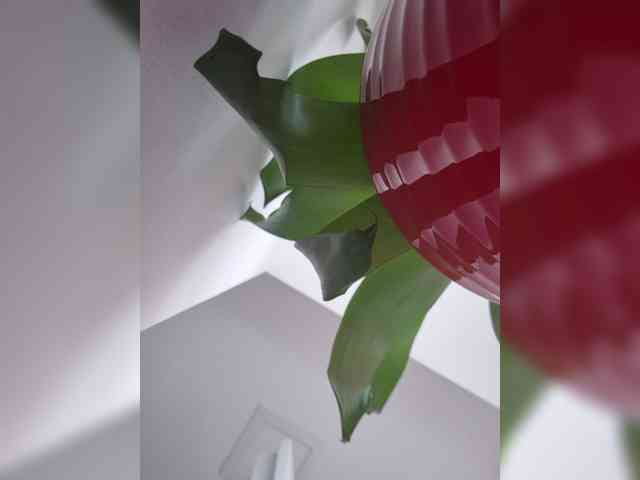Sophie_Sonne
