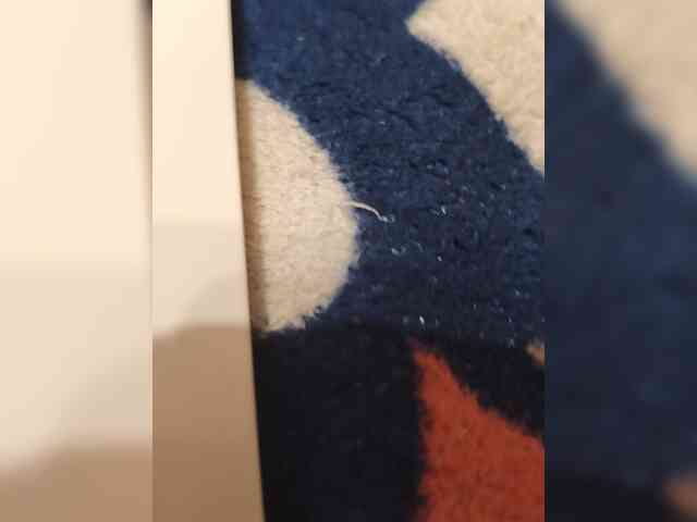 parapapa13